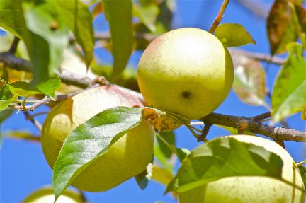 Los insectos que atacan a los Manzanos Golden Delicious Amarillo son los trips, los pulgones, las cochinillas y las arañas rojas. Para combatirlos son suficientes los insecticidas que podéis encontrar en El Nou Garden. Asimismo son sensibles a enfermedades causadas por hongos (oídio, podredumbre de raíces, negrilla, botritis, mildiu) pero especialmente la gomosis. Usad los productos fungicidas de amplio espectro habituales.  Nombres  Castellano: Manzano - Manzana - Manzano Golden Delicious Amarillo -  Catalán: Pomer - Pomera - Pomer Golden Delicious Groc - Maçanera -   Gallego: Mazá - Mazá Gala - Mazá Golden Delicious Amarelo -  Euskera: Sagar - Sagarrondo - Sagarrondo Golden Delicious Hori -  Latín o científico: Malus domestica - Pyrus malus Manzanos Golden Delicious Amarillo Comprar Online Manzanos Golden Delicious Amarillo Venta Online